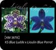 Phal. LL Blue Lily 3678